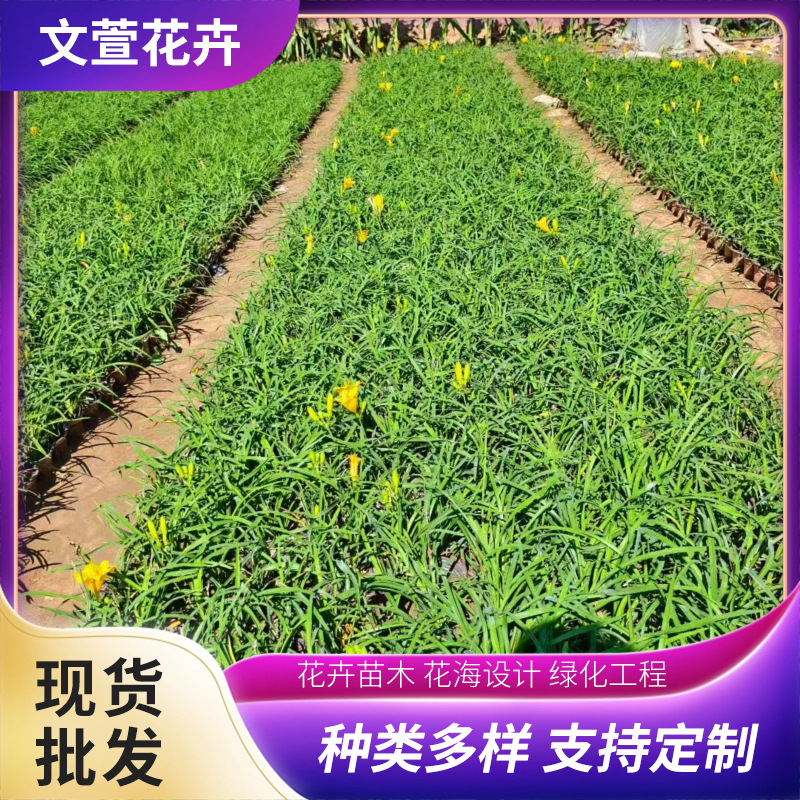 Golden Hosta Flower Sea Road Municipal Greening Project Seedlings Potted Golden Hosta Seedlings Wholesale Base