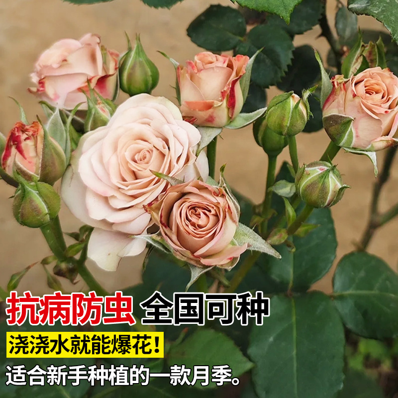 Cappuccino Rose Flower Potted Old Pile Chocolate Color Large Seedlings Blooming in All Seasons Balcony Courtyard Florals and Green Plants