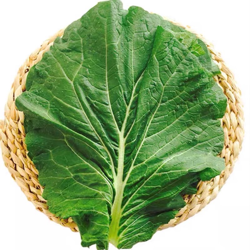 Fresh Cabbage Leaves from Northeastern Farm Vegetables, Rice Wraps, Cabbage Leaves Dipped in Pickles, Freshly Picked and Shipped, 20 Leaves