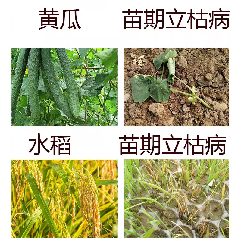 Hulianshangmiaoqingjia Cream Hymexin 30% Root Rot Root Rot Wilt Fungicide Shangmiaogreen Hymexin