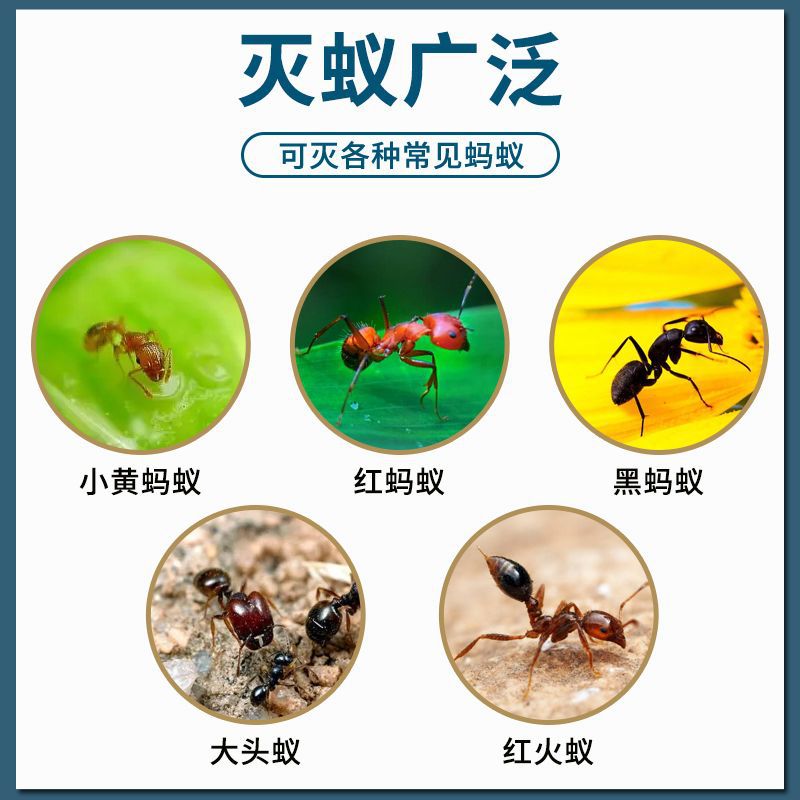 Korean Ant Medicine Powerful Ant-Killing Bait Pellets Fluoantoin Household Indoor Ants Whole Nest Imported