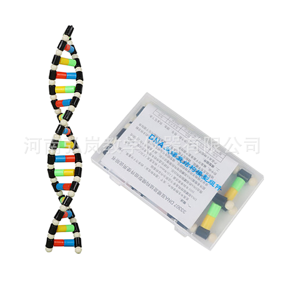 DNA double helix structure model component High School biological gene and mutation double helix structure model