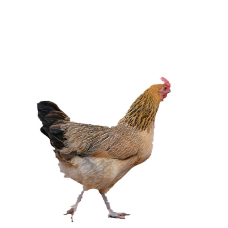 Wholesale Chicken Seedlings, Dewarmed Green-Footed Native Chicken Seedlings, Live Half-Pound Cubs, One-Month-Old Shelf Chickens, Suitable for Rural Free-Range