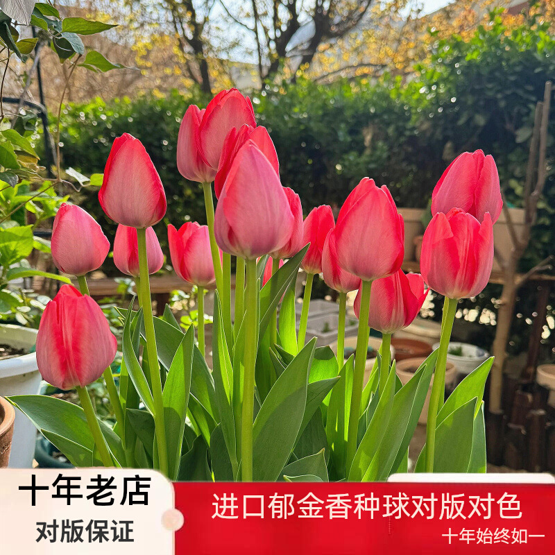 Оптовая продажа луковиц тюльпанов одноцветной разновидности, 1 штука в упаковке с 5-градусными луковицами, комнатные цветы в горшках, которые цветут в любое время года и легко выращиваются