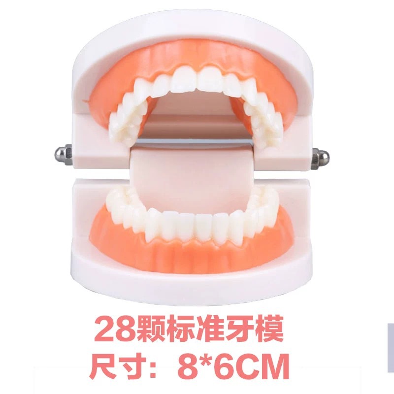 Зубная модель, модель для обучения стоматологии в детском саду