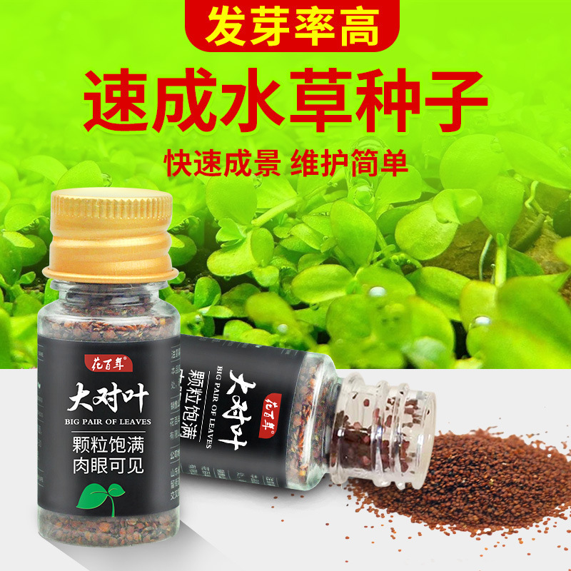 Аквариумные семена, ландшафт для аквариума, семена растений, зеленые растения, передний план водяного газона, мини-противоположные листья, крупные листья, оптовая продажа коровьих волос