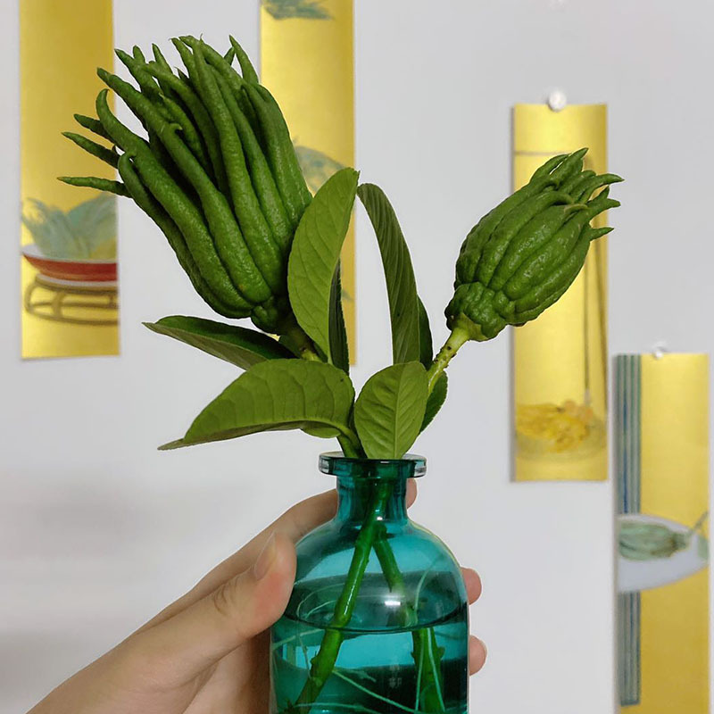 [Water-Cultured Small Fruits with Branches] Ornamental Fragrant Buddha's Hand Fruit Jinhua Buddha's Hand Fresh Fruit Fresh-Cut Branches Inserted into Vase Hydroponics