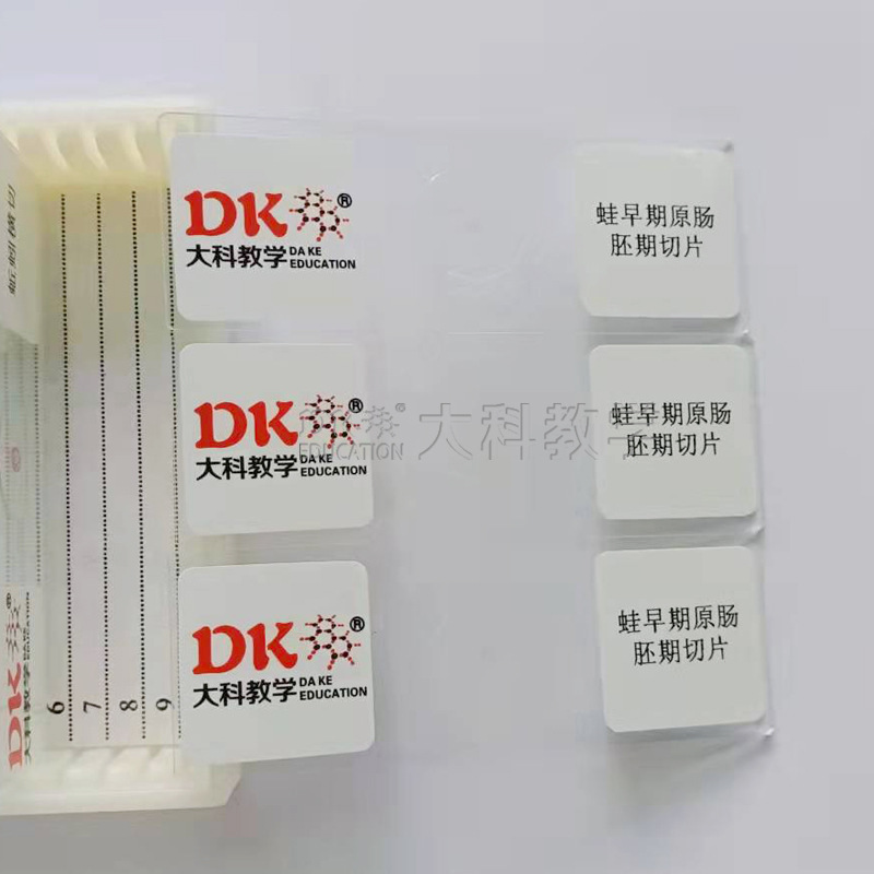 Оригинальный биологический срез кишечника лягушки Daye для учебных заведений