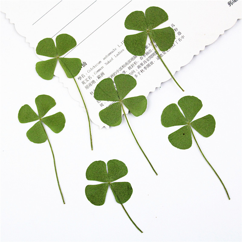 Four-leaf Clover Dried Flower diy Material Plant Embossed Real Flower Plant Specimen Embossed Bookmark Face Decoration