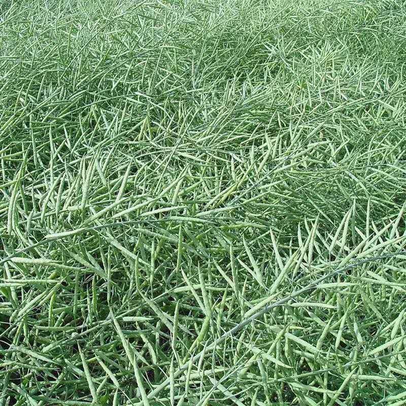 Factory wholesale rape seeds oil extraction ornamental rape seeds flower sea rapeseed seeds