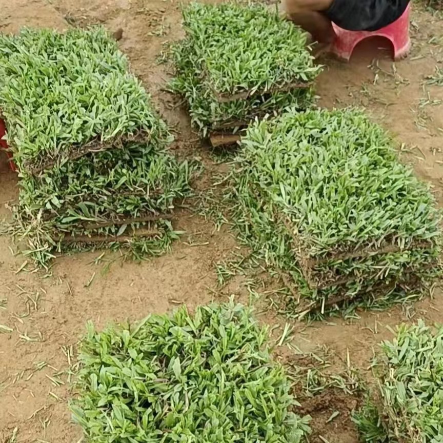 Shenzhen Real Turf Lawn with Soil Carpet Grass Large Leaf Oil Grass House Courtyard Garden with Soil Greening Manila