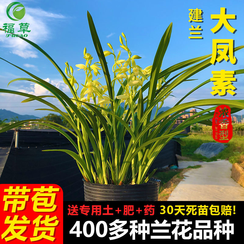 Саженцы орхидей Цзяньлан, орхидеи четырех сезонов, Дафэнсу, Цихэй, аромат чернильной орхидеи, цветение с бутонами