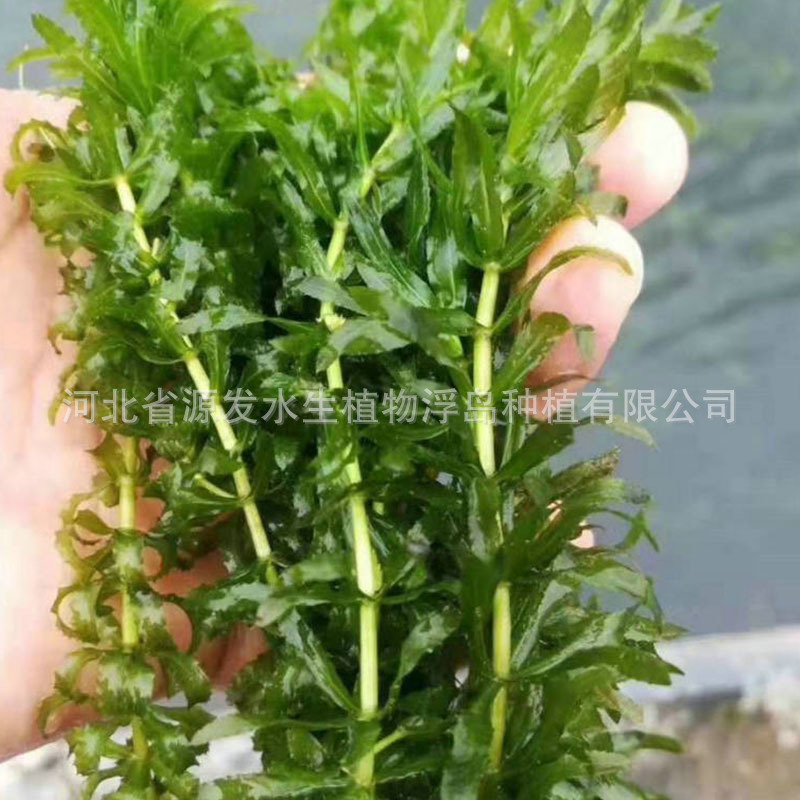 Submerged Plants: Bitter Grass, Black Algae, Stonewort, Foxtail, Lotus, Stonewort, Water Lily, Aquatic Plants