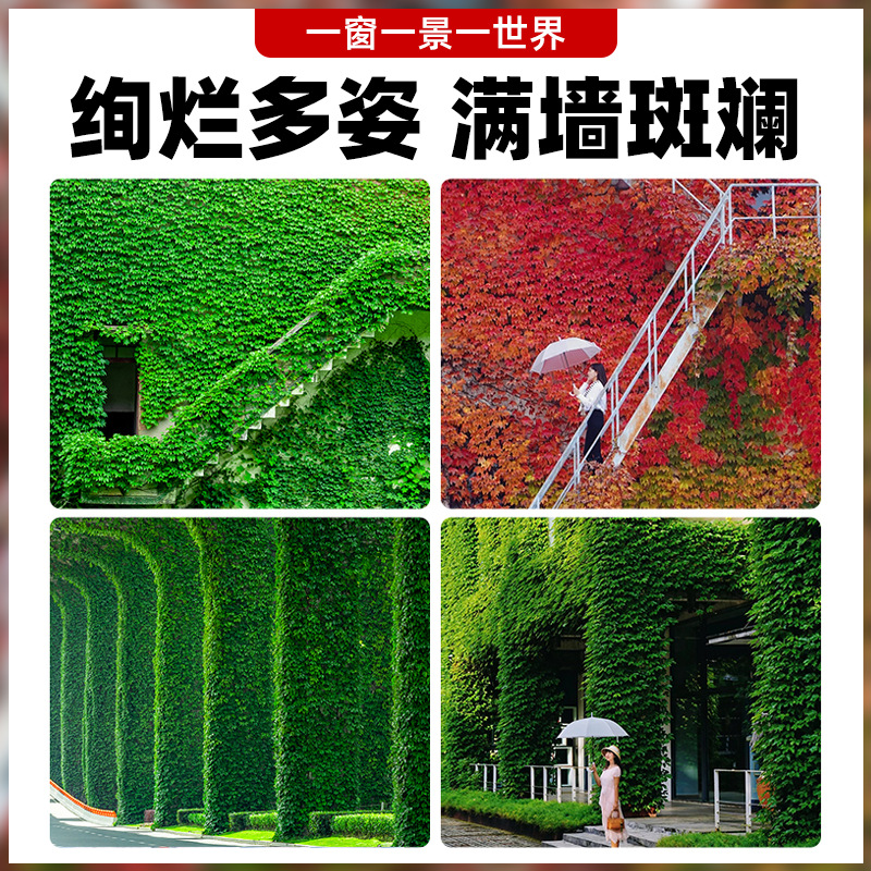 Climbing Vine Live Seedlings, Wall-Climbing Vine, Courtyard All-Season Seedlings, Three-Leaf and Five-Leaf Outdoor Easy-To-Grow Saplings, Green Plants, Evergreen Vines