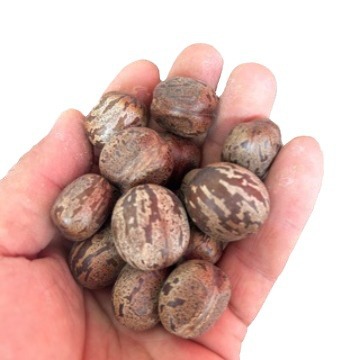 Wholesale rubber tree fruit rubber fruit rubber seed bird egg fruit bodhi