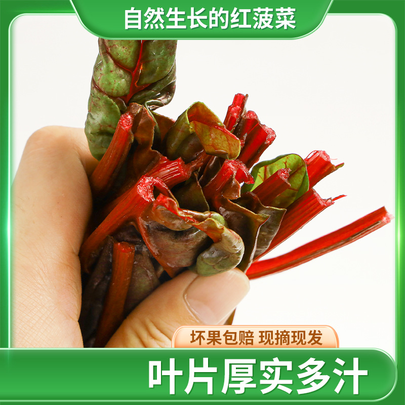 Wholesale and Delivery of Four-Season Red Spinach, Self-Picked Summer Red-Leaf Red-Stem Beetroot, Purple-Leaf Root Spinach, Four-Season Spinach