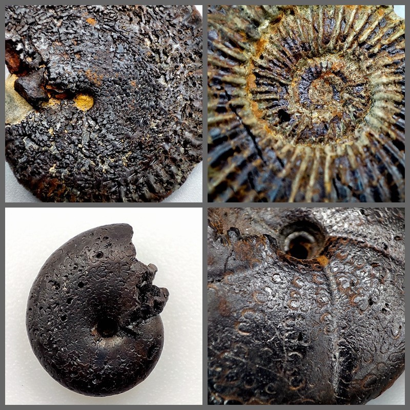 Fossil of paleontology limonite chrysanthemum fossil original stone Morocco chrysanthemum marine animal fossil teaching specimen