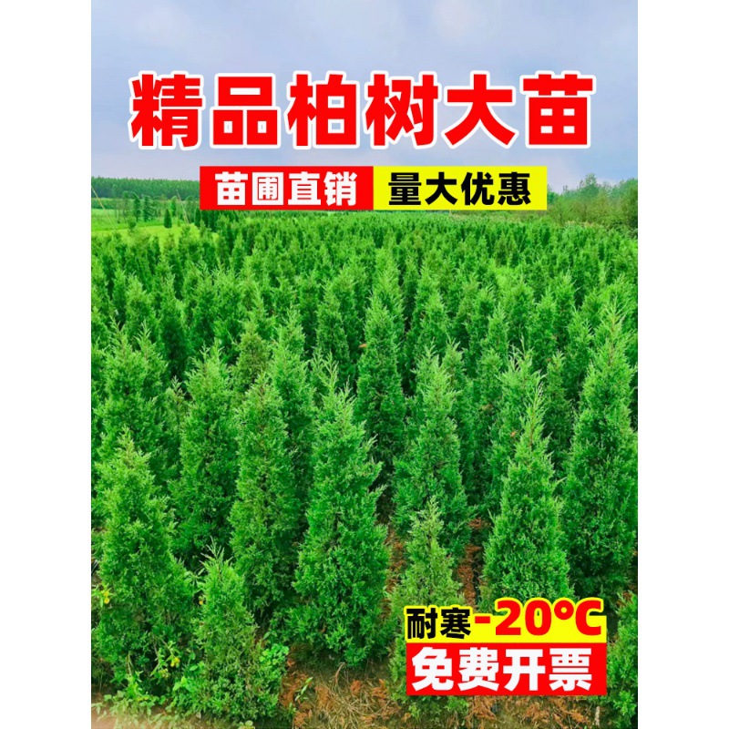 Pine and Cypress Saplings, Evergreen Cypress, Tower Cypress, Arborvitae, Large Saplings, Road Greening, Easy to Live and Maintain, Round Cypress and Pine Trees