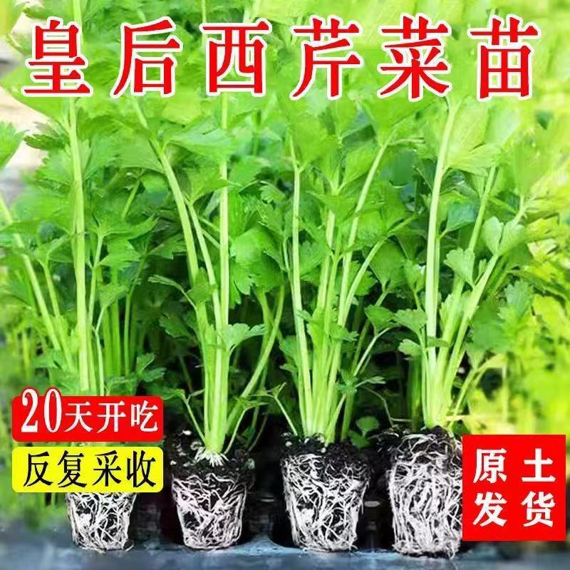 Celery Queen Celery Seedlings Seeds High Yield Celery Spring and Autumn Potted Balcony Vegetables Yellow Heart Celery Seedlings Vegetable Seeds