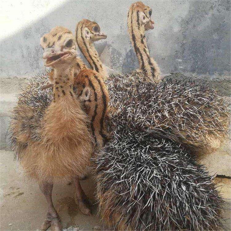 Пара живых цыплят страуса, молодые животные, африканские страусы, взрослые австралийские эму, живые цены