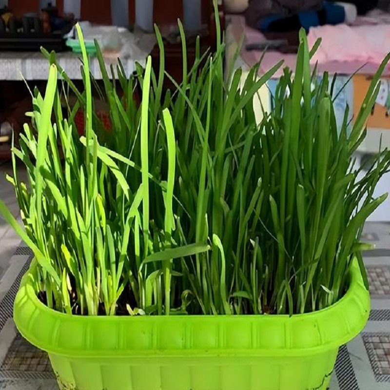 Freshly Dug Purple-Red New Leek Roots, Wide-Leaf Leek Seedlings, Indoor Balcony Four-Season Potted Large-Leaf Leek Roots, Courtyard Cold-Resistant