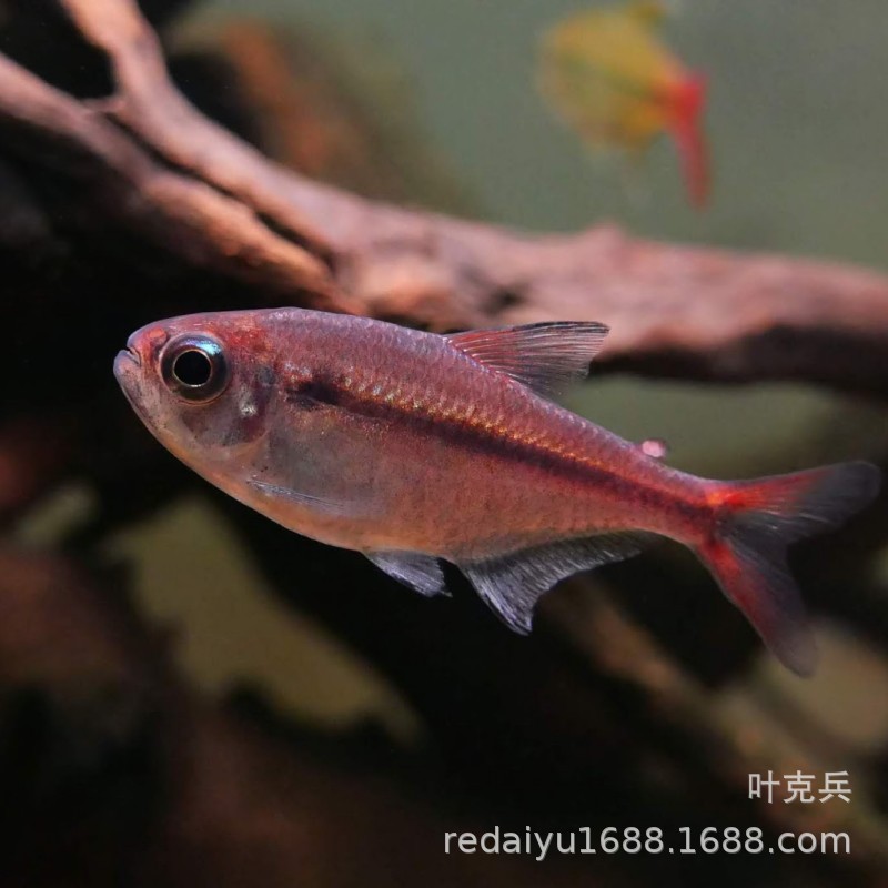 Shanghai tropical fish red moon card lantern fish South American high-end lantern fish rare freshwater water tank swimming fish can be mixed