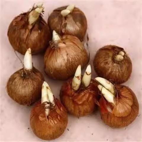 Луковицы медицинского шафрана с почками, растения шафрана, холодостойкие цветы осени и зимы, цветущие в любое время года