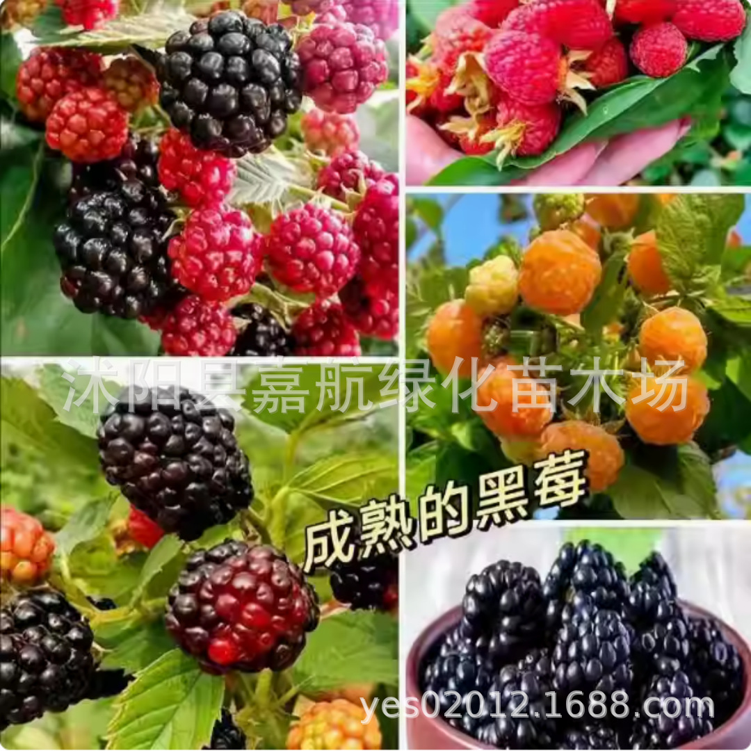 Семена малины дикая клубника семена малины черной малины семена для посадки в четыре сезона сад балкон дикие фрукты семена малины