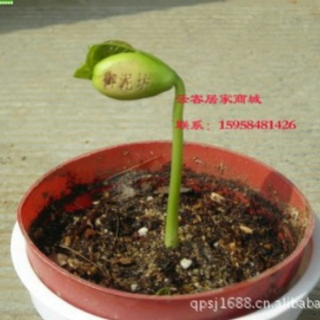 White Beans Love Beans Seed Micro Landscape Ornaments New Strange Mini Plant Crafts Student Science and Education Toys