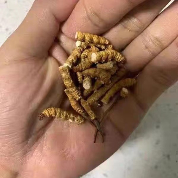 Cordyceps Sinensis, Broken Grass, Broken Cordyceps, Xizang Nagqu, Cordyceps Sinensis, Cordyceps, Wild Grass