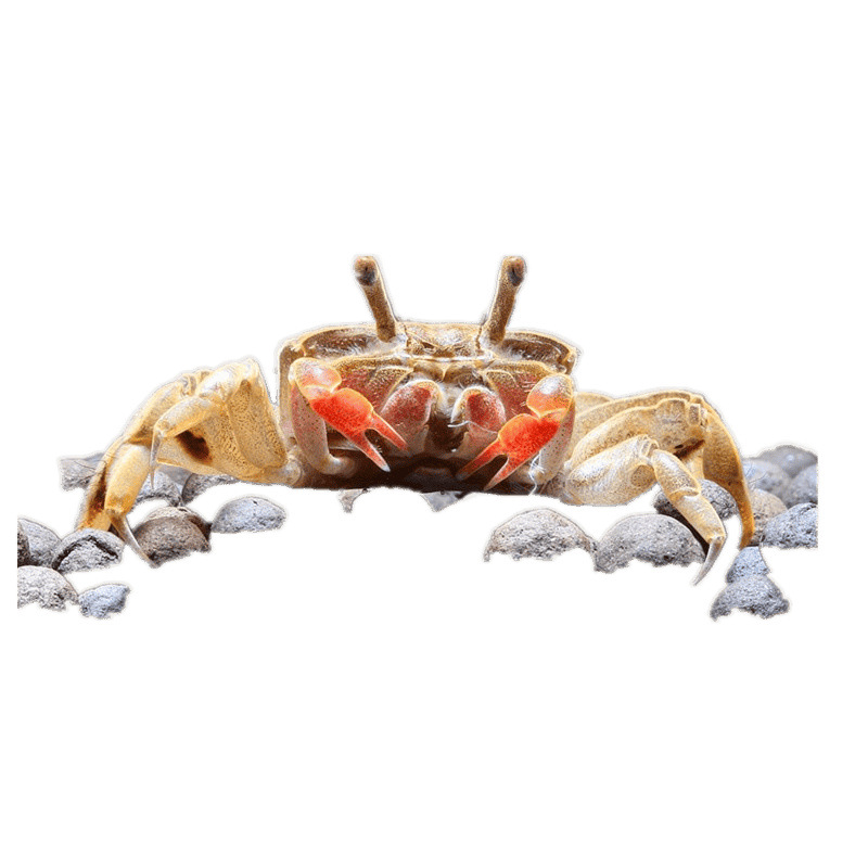Chili Crab, Small Crab, Small Fish, Snail, Stall Goods, Crab, Turtle, Crab, Ornamental Fish, General Crab, Pet, Free Shipping
