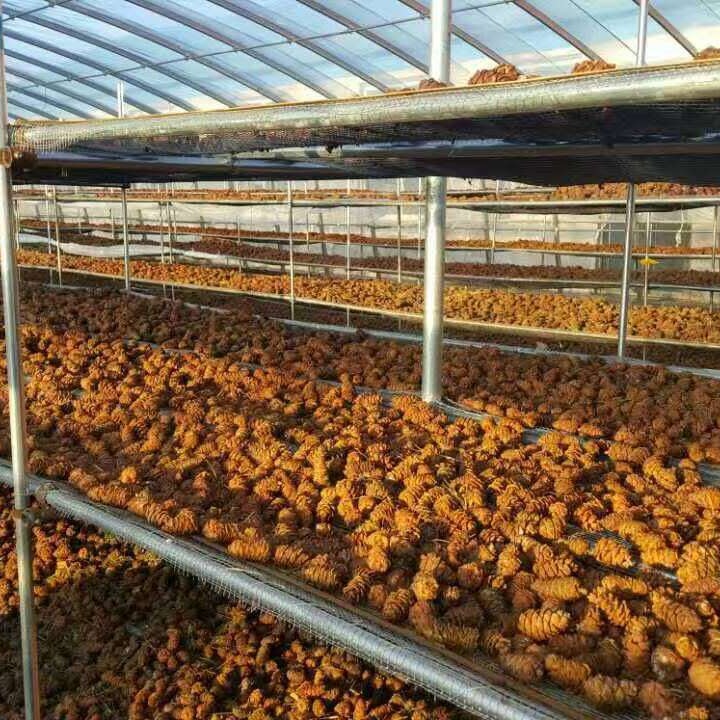 Supply Daxinganling ponytail pine Tower small pine Weir pine Tower nut snack Origin new product rat food