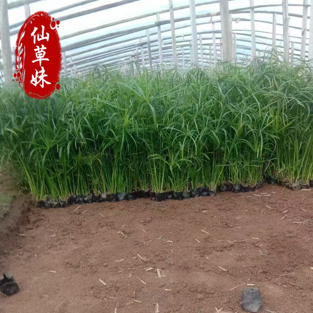 Aquatic Plant Cup Seedlings, Umbrella Grass, Zaili Flower, Barracuda Grass, Banana Plant, Windmill Grass, Rush, Calamus and Reed