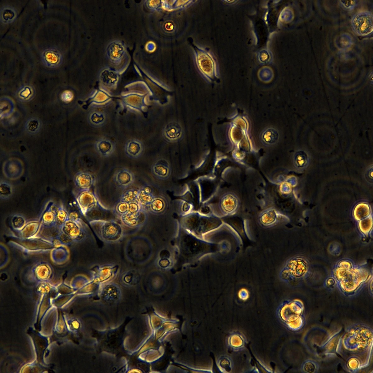Meisenctcc Meisen Human Oropharyngeal Squamous Cell Carcinoma Cisplatin-Resistant Strain Fadu/Ddp