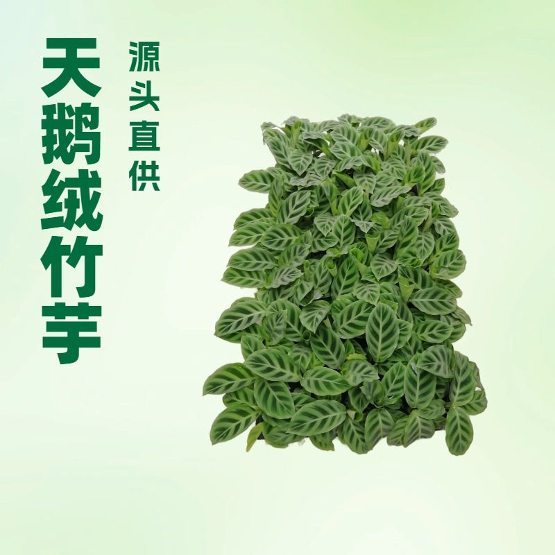 Комнатные зеленые растения, популярный бархатный стрелолист, хорошо продаются, интересные и модные растения, которые можно гидропонно выращивать в маленьких горшках и которые зелены круглый год