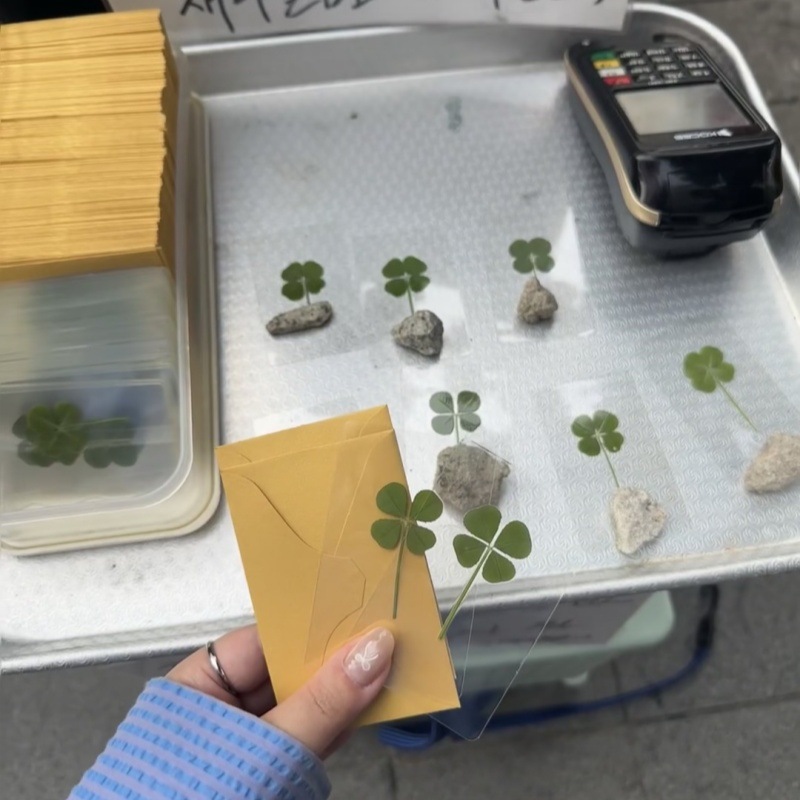 Primary Color Four-leaf Clover Leaf Specimen Lucky Grass Gum Drops Dried Flower DIY Handmade Material Natural True Flower Embossing Material