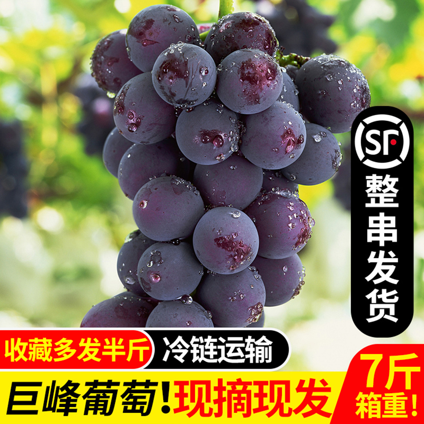 [Sf холодная цепь] Свежесобранный аутентичный виноград Кёхо Пудзян, свежие, крупные и сладкие сезонные фрукты с семенами для подарков