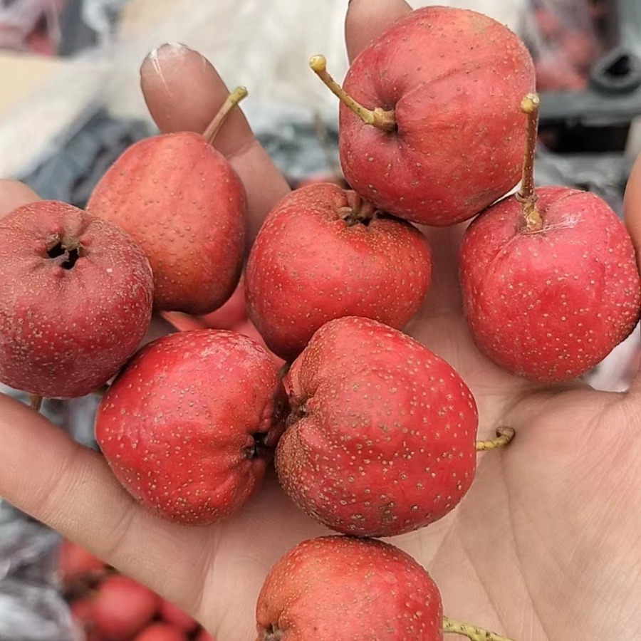 Big Five-Lobed Hawthorn, Large Fruit. 30 to 40 Pieces, Wholesale from the Place of Origin. 2025 New Arrivals.