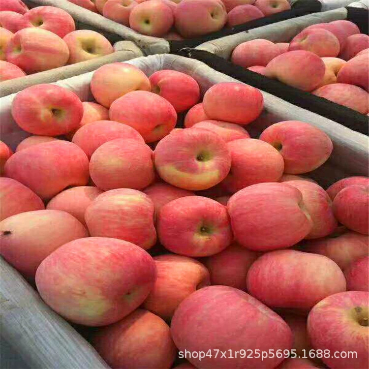 Red Fuji Apples, Mountain Red Fuji Shandong Film Bags, Paper Bag Red Fuji Apples, Reddish Stripes, Crispy Texture