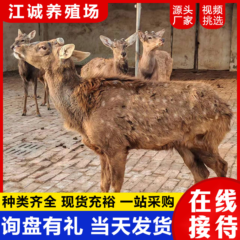 Manufacturer Straight-Haired Sika Deer Live Breeding Deer Adult Sika Deer Scenic Spot Ornamental Sika Deer People-Friendly Sika Deer