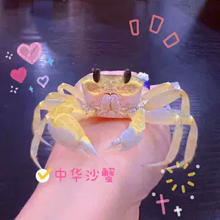 Chinese Sand Crab Watermelon Crab Sand Crab Desktop Pet Chili Crab Lazy Pet Hermit Crab Mixed Night Market Stall