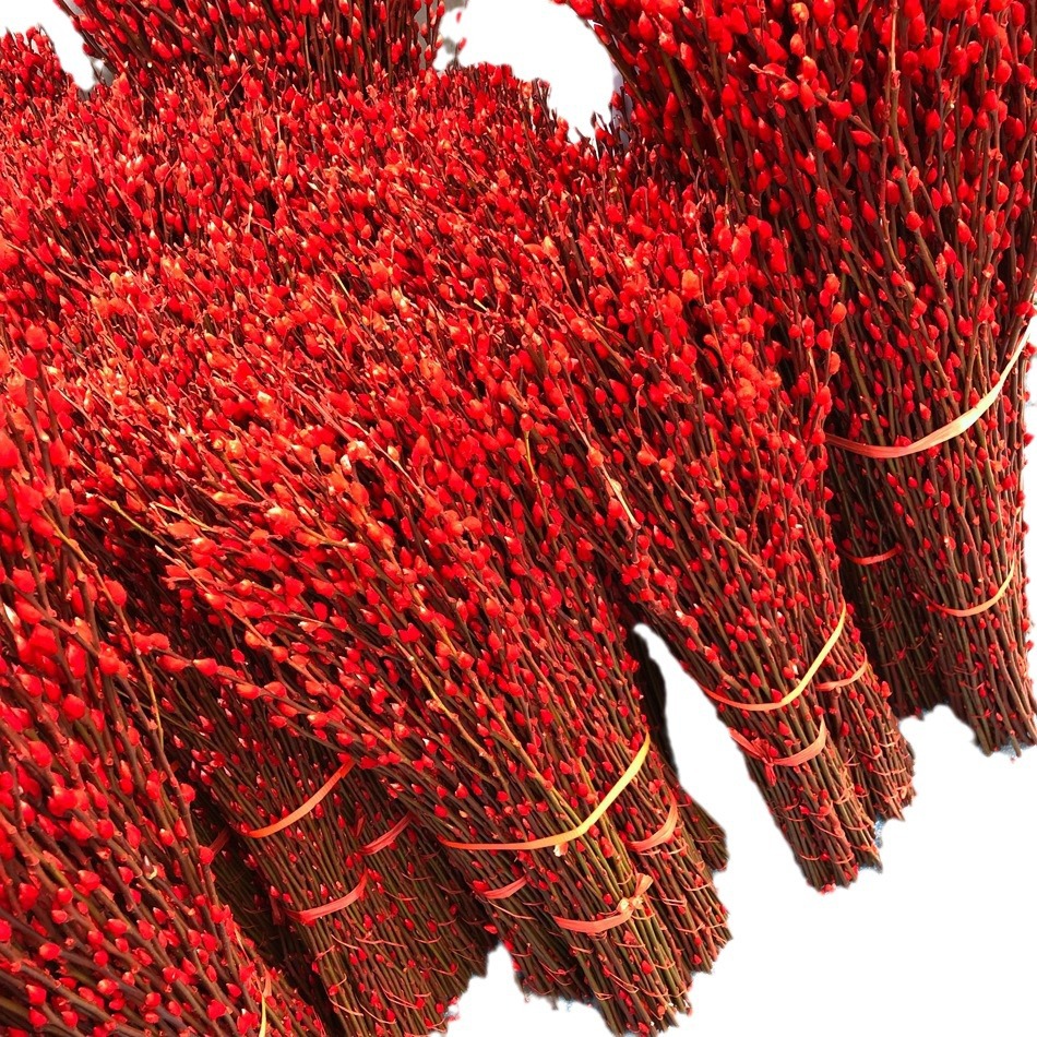 Sichuan Silver Willow Wholesale Color Willow Red Willow Silver Bud Willow Spring Festival New Year's Eve Flowers Dried Flower Arrangement Silver Willow Fresh Branches