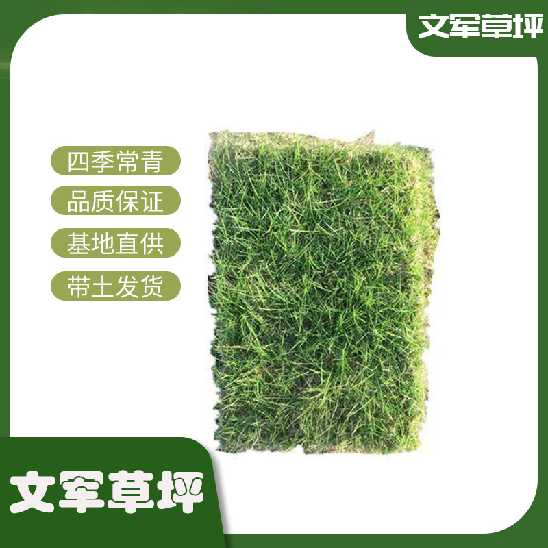 Bermuda Turf Dwarf Bermuda Lawn Is Suitable for a Wide Range of Units, Community Parks, Green Belts, Real Lawns