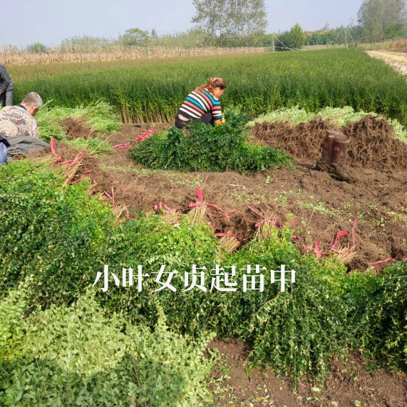 Small leaf privet tree seedlings green leaf privet garden villa community green seedlings evergreen spherical hedgerow engineering seedlings