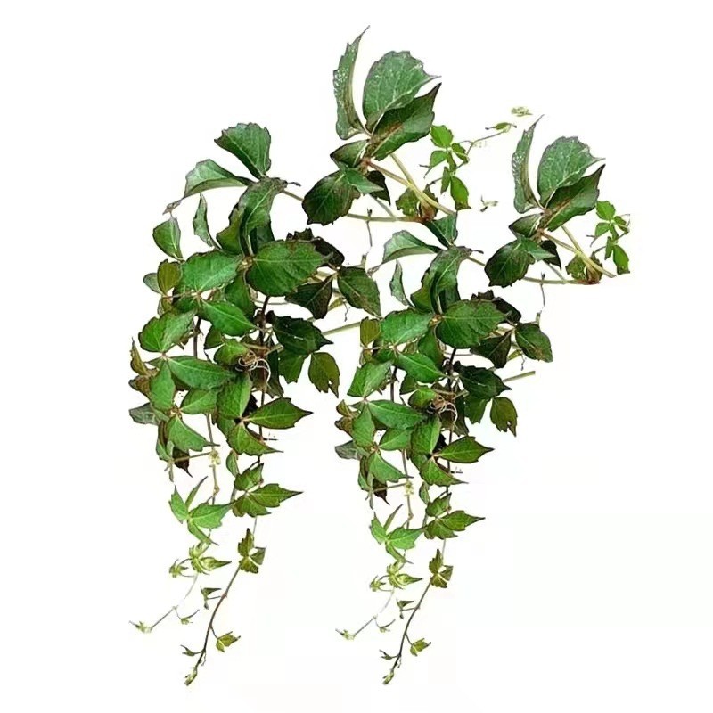 Climbing Vine Live Seedlings, Wall-Climbing Vine, Courtyard All-Season Seedlings, Three-Leaf and Five-Leaf Outdoor Easy-To-Grow Saplings, Green Plants, Evergreen Vines