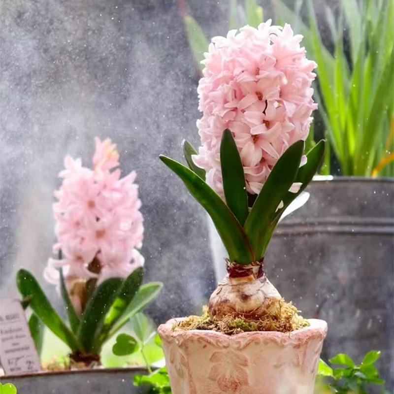 Hyacinth Bulbs Imported for Soil Cultivation and Hydroponics, Cold-Resistant Lily Potted Plants for Year-Round Planting, Large Bulbs with Strong Fragrance, Flowering Green Plants