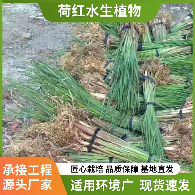 Саженцы тростника в горшках, посадка водных вечнозеленых цветочных растений, озеленение ландшафта, оптовая база саженцев