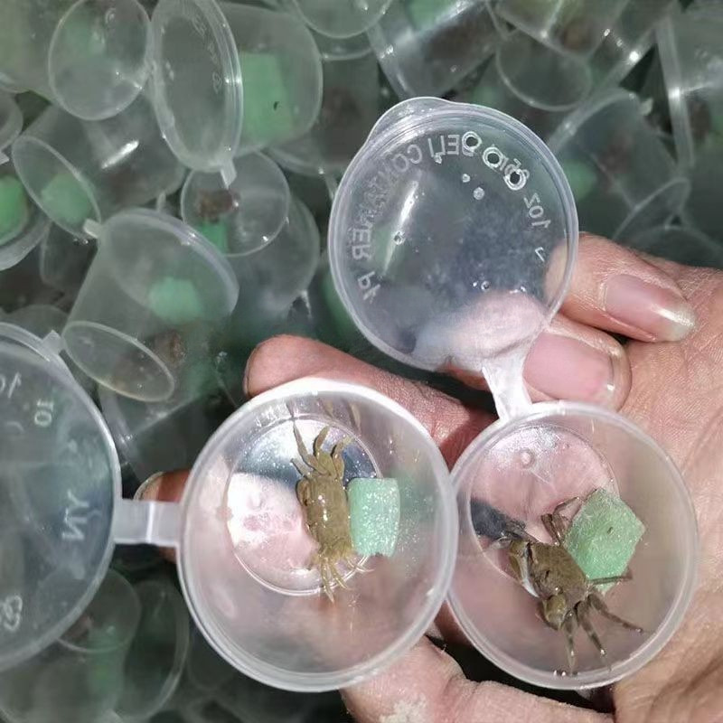 Mini Chili Crab Pet Small Crab Ornamental Crab Wholesale Fighting Crab Freshwater Crab Mini Crab Live*