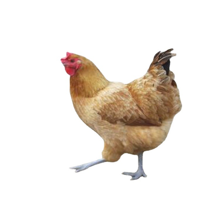 Dewar Jute Feather Green-Footed Chicken Seedlings Small Green-Footed Hemp Chicken Seedlings Iron-Footed Chicken Seedlings Green-Footed Native Chicken Seedlings Half-Large Chicken Seedlings