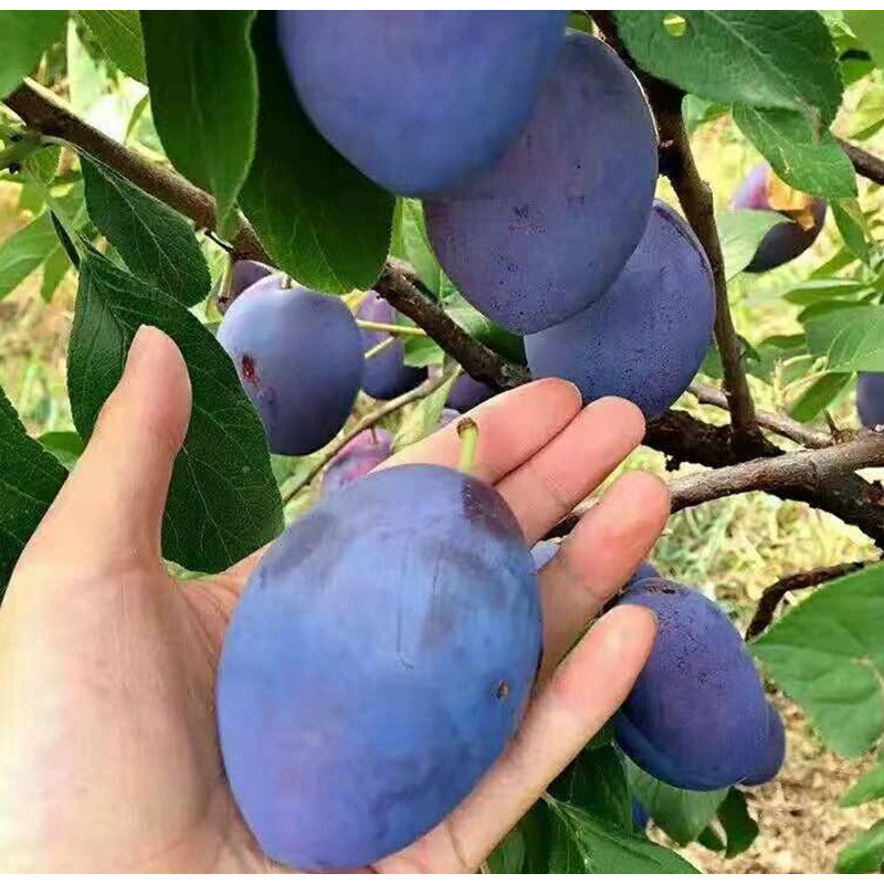 Grafted Honey Plum, Extra-Large Late-Ripening Boneless Green Crisp Plum, Sanhua Plum, Grown in Both Northern and Southern Regions, Produces Delicious Fruit in the Same Year